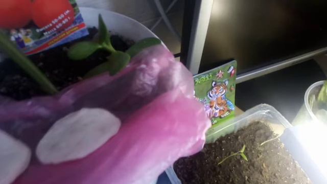 Долгожданное Видео(репортаж от сына) смотреть онлайн