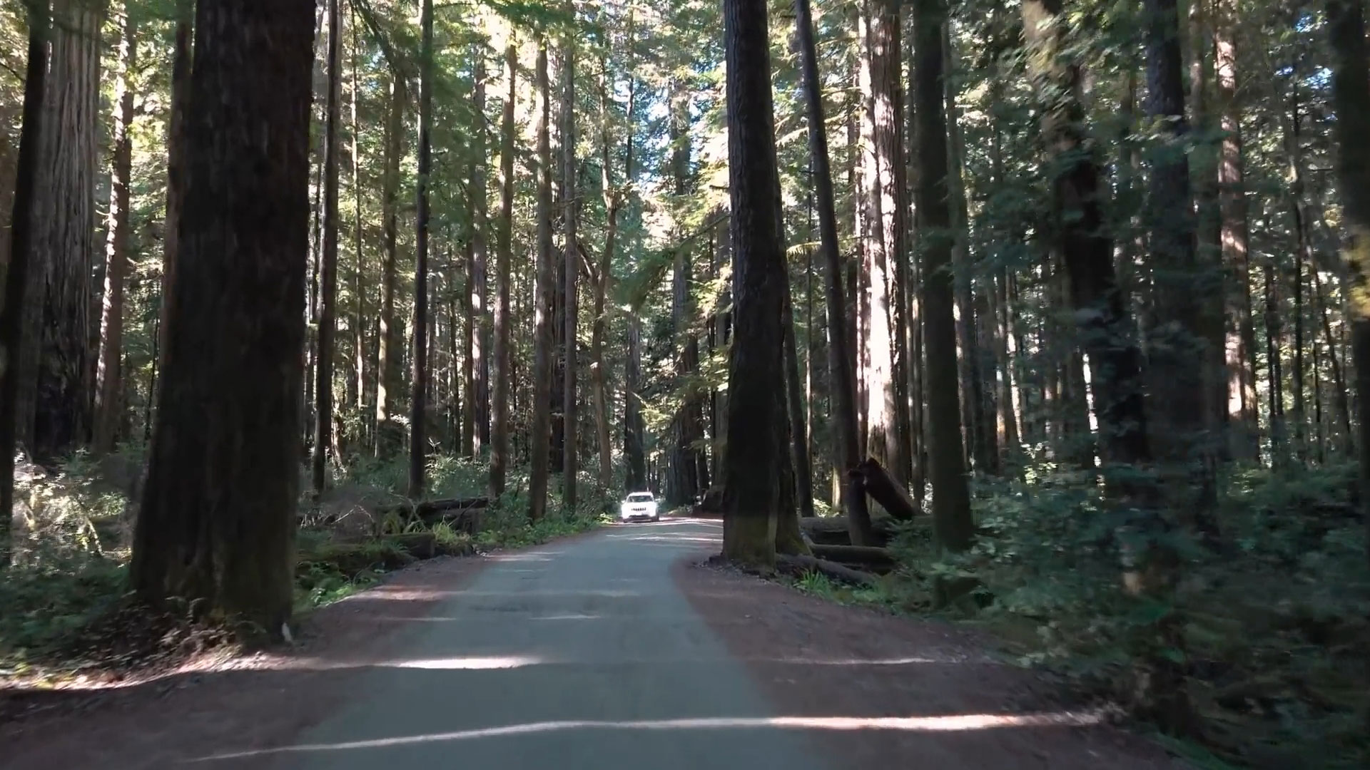 Национальный парк Редвуд – Северная Калифорния смотреть онлайн