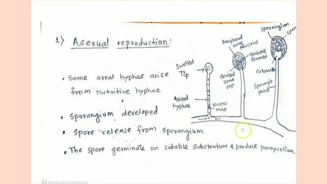 Mucor -Classification, Structure And Reproduction.