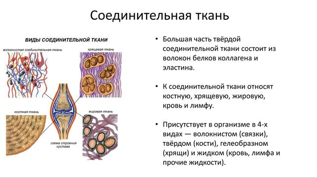 2. Ткани (8 класс) - биология, подготовка к ЕГЭ и ОГЭ 2017 смотреть онлайн