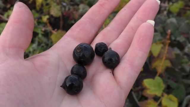 Уникальные черная и красная смородины ЭБОНИ И РОВАДА смотреть онлайн