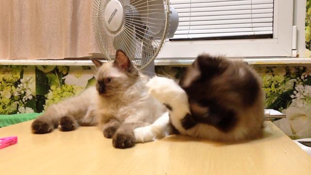 Папа и сын (Ragdoll Cat) смотреть онлайн