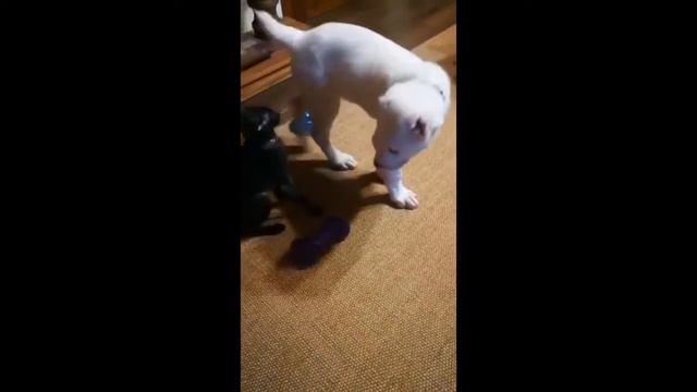 Алабай и Кот смотреть онлайн