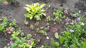 Растения для бордюра. Многолетние и кустарники.