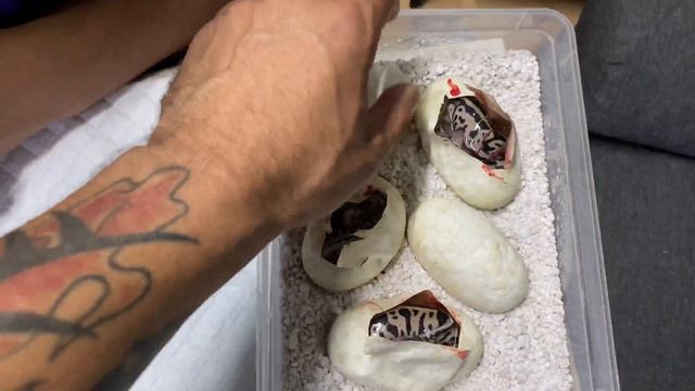 WORLDS FIRST EGG CUTTING! Crazy Boys First Clutch!! Feature The Face Of Jesus