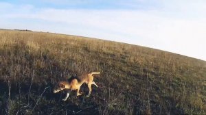 Русская гончая. Выжлец 3,5 месяца