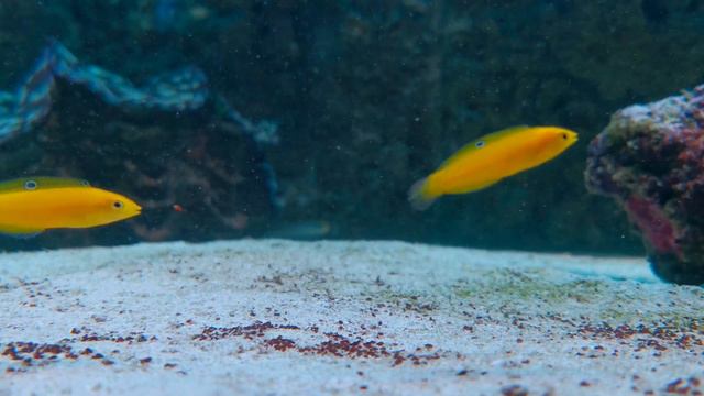 Halichoeres chrysus pair смотреть онлайн