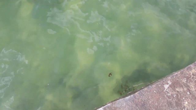 Волкушинский карьер Лыткарино смотреть онлайн