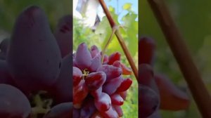 Гибридная форма винограда Оскар (2022)