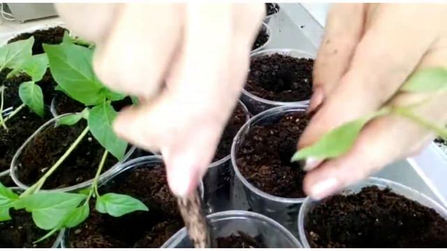 Пикировка домашней рассады(томаты, баклажаны, перец) смотреть онлайн