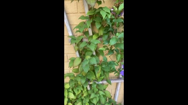 Clematis cuidados #clematis #plantasdesol #plantas #plants #plantslover смотреть онлайн