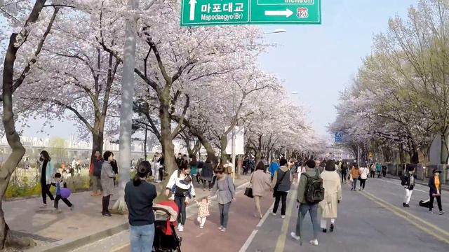 Korea/Сеул/Ёидо/Цветение сакуры, 7 апреля 2016 смотреть онлайн