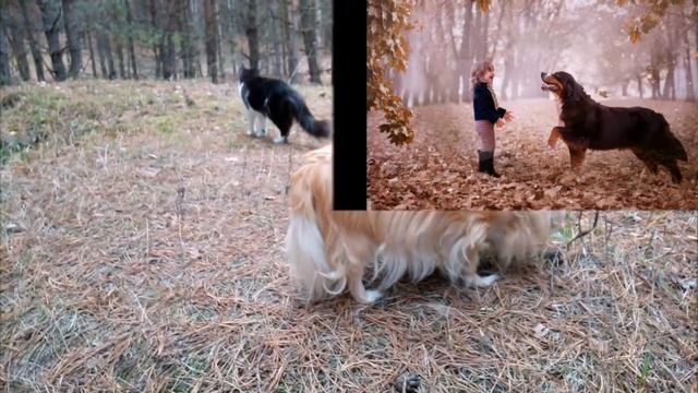 Коллажи Светланы Беловой и «Фотошоп-мастер». Сказочная природа и дети смотреть онлайн
