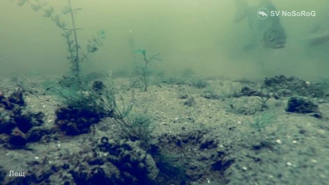 Лещ смотреть онлайн