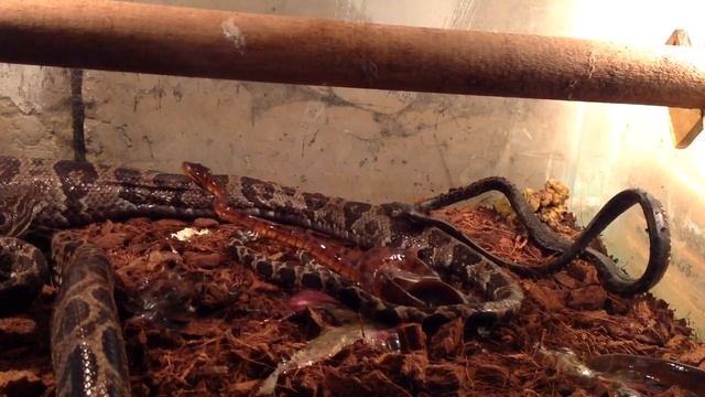 Рождение амазонских древесных удавов смотреть онлайн