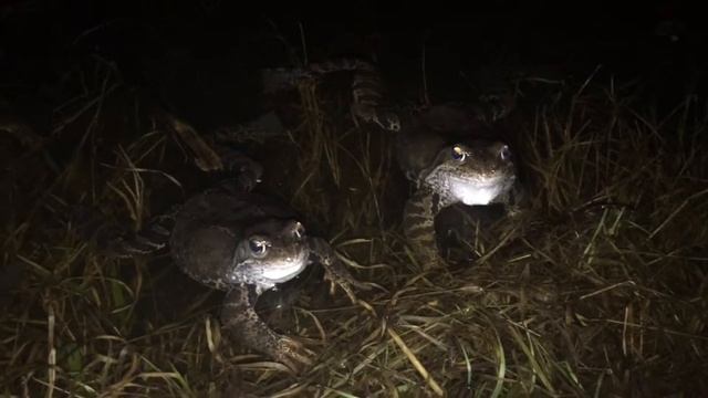 Огромное количество лягушек в пруду смотреть онлайн