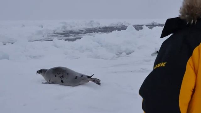 Меня укусил гренландский тюлень на Белом море смотреть онлайн