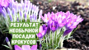 Как цветут крокусы на газоне / Результат необычной посадки крокусов