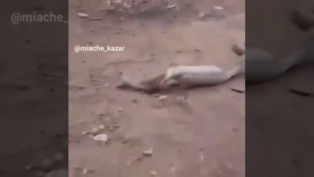 Змея собака смотреть онлайн