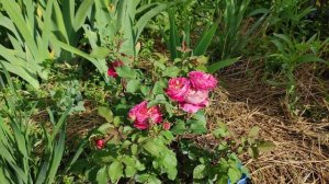 Роза Centenaire de l'Haÿ-les-roses, Dominique Massad Франция, 2004. Обзор цветения первогодки.