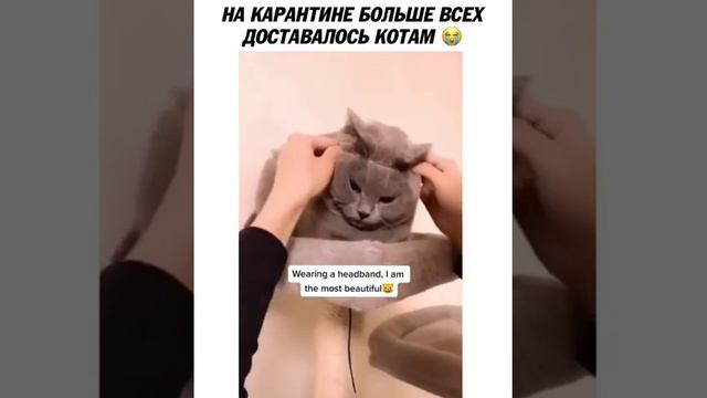 Funny Pet Video / смешные животные / мопс на скейте