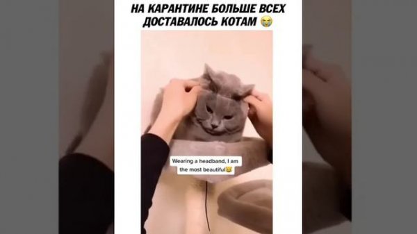 Funny pet video / смешные животные / мопс на скейте