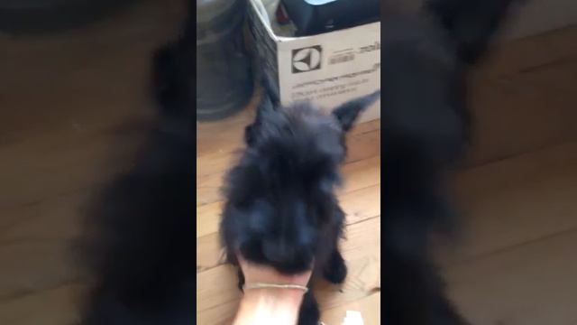 Роман - Кош Ул -Хан смотреть онлайн