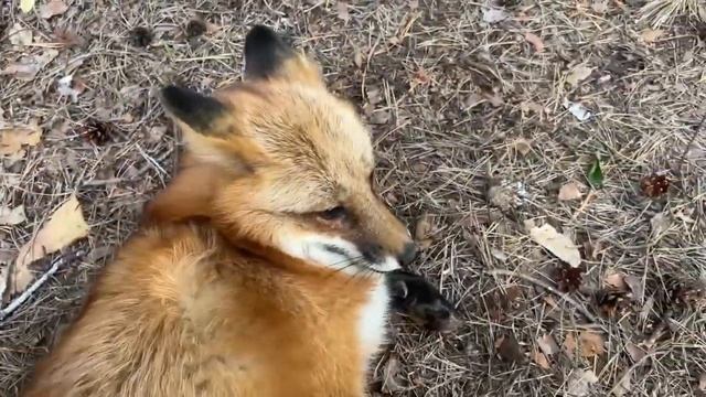 Алиса - Лиса / Прикольные Моменты с Алисой ч. 275 / Alice the Fox смотреть онлайн