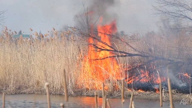 Fire. Горит тростник, камыш, хворост. Расловка 1. Река Курдюм. Саратов. 13.04.2019 смотреть онлайн