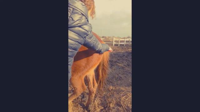 Чистка лошади - Horse cleaning смотреть онлайн