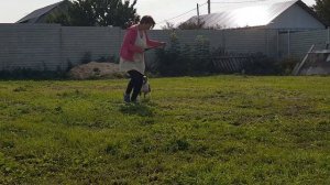 Что делать если щенок всего боится