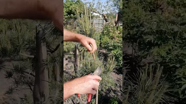 Стрижка Ниваки, с чего начать. смотреть онлайн