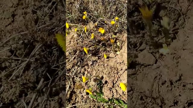 Мать-и-мачеха.mp4