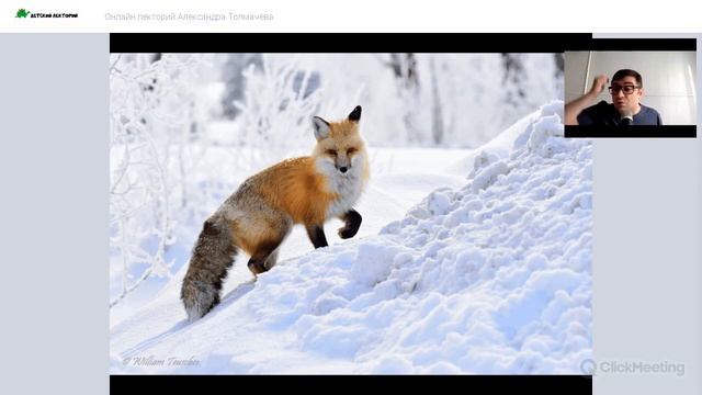 Отрывок видеолекции "Почему хищники не спят зимой?" смотреть онлайн