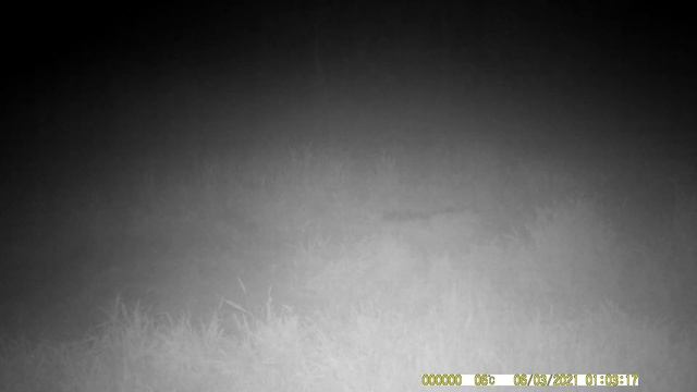 Как лает лиса? смотреть онлайн