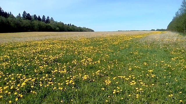 Одуванчиковые поля. Ленинградская область май 2020 смотреть онлайн
