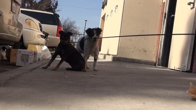 After their owner died, they were thrown out to the streets and became homeless. #story смотреть онлайн