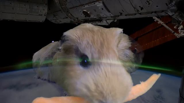 Морские свинки в космосе / Guinea pigs in space.. смотреть онлайн