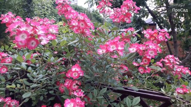 Роза Mozart в моём саду. смотреть онлайн