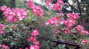 Роза Mozart в моём саду.