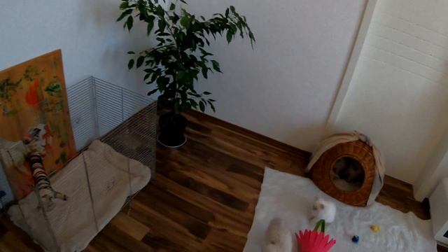 Хачи и Шаман знакомятся с котятами. смотреть онлайн