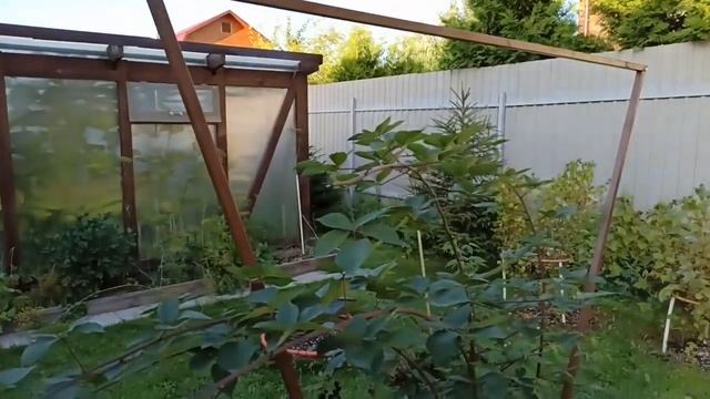 Шпалера для кустовой ежевики смотреть онлайн