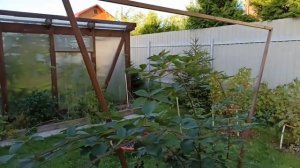 Шпалера для кустовой ежевики