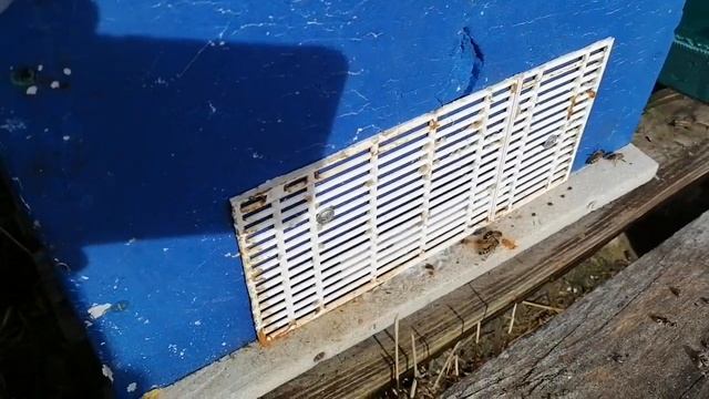 1 марта! Пчёлки грызут снег! смотреть онлайн