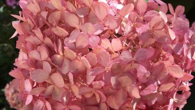 Древовидные готензии Пинк Анабель и Руби Анабель смотреть онлайн