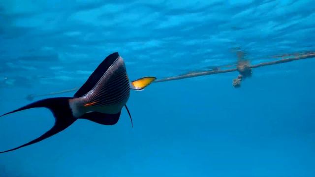 Sohal surgeonfish (Acanthurus sohal), Аравийский хирург смотреть онлайн