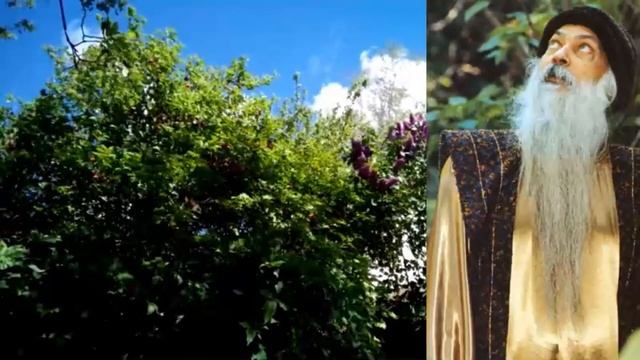 Новый проект ОШО Любовь и счастье о смотреть онлайн