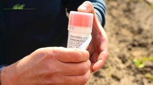 Комплексная защита картофеля от сорняков