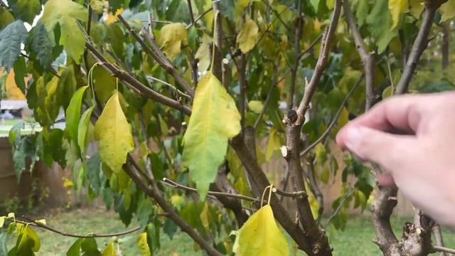 Обрезка Гибискусов садовых осенью. Когда лучше делать обрезку? смотреть онлайн