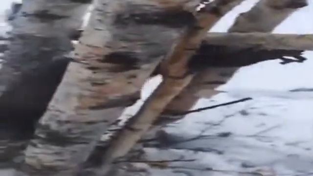 Соболь(sobol)в капкане смотреть онлайн